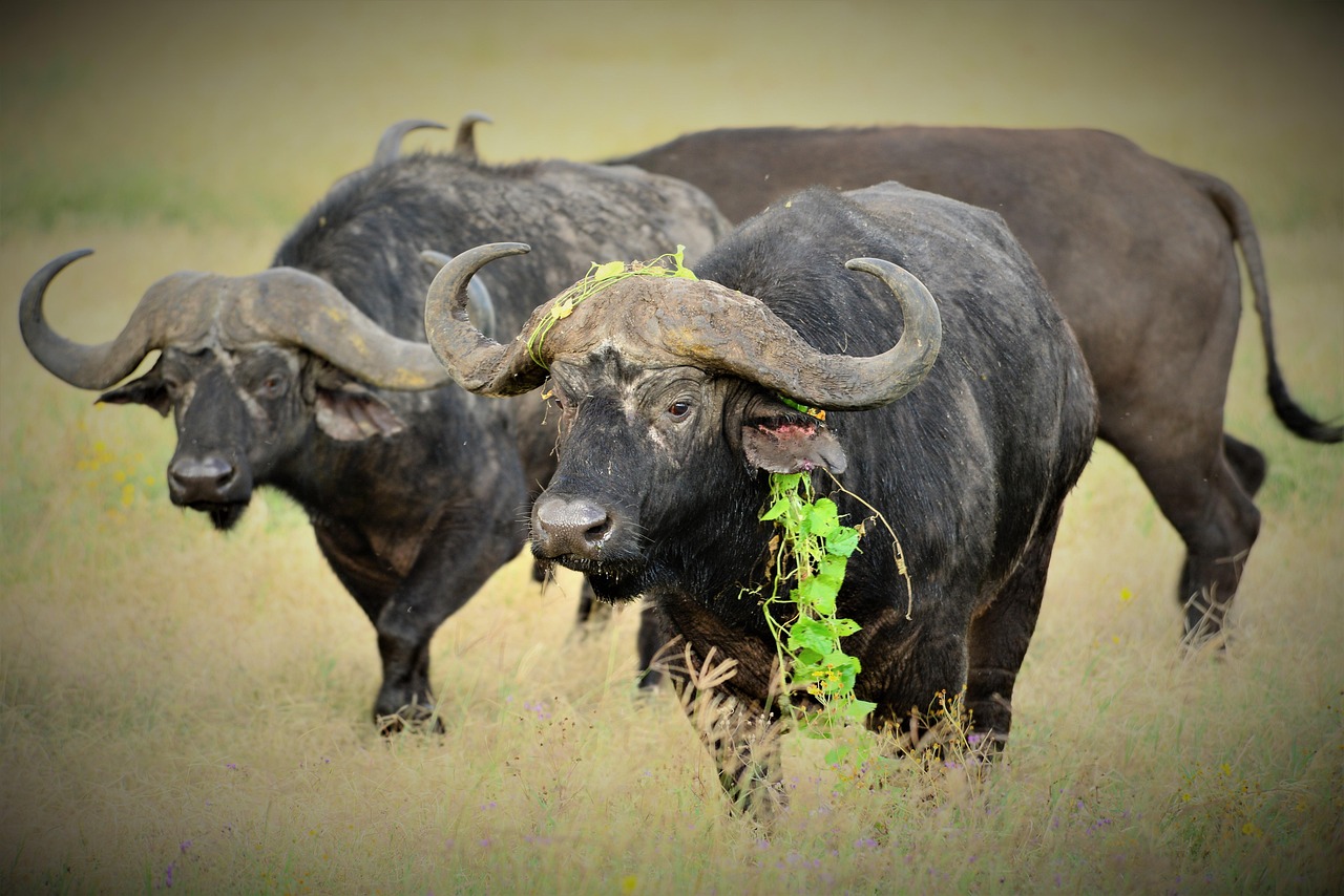 Kenya vs Tanzania Safari: Which Is Better?
