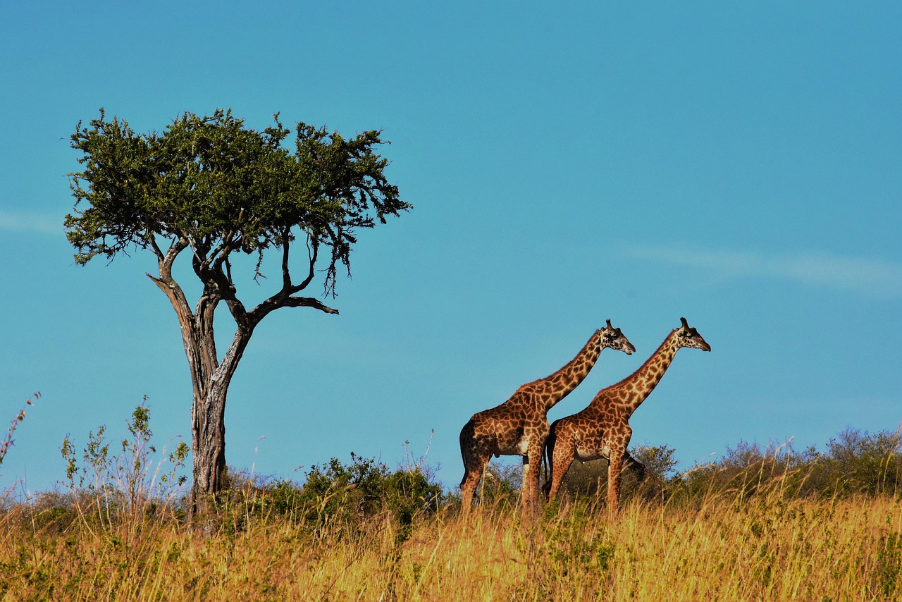 5 Days Lodge Safari