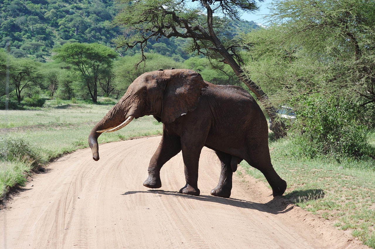 Tanzania safari landscape