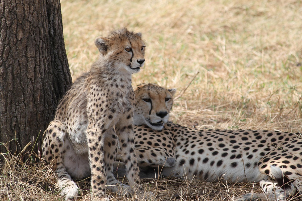 Is Tanzania Safe for Tourists? Safety & Tips