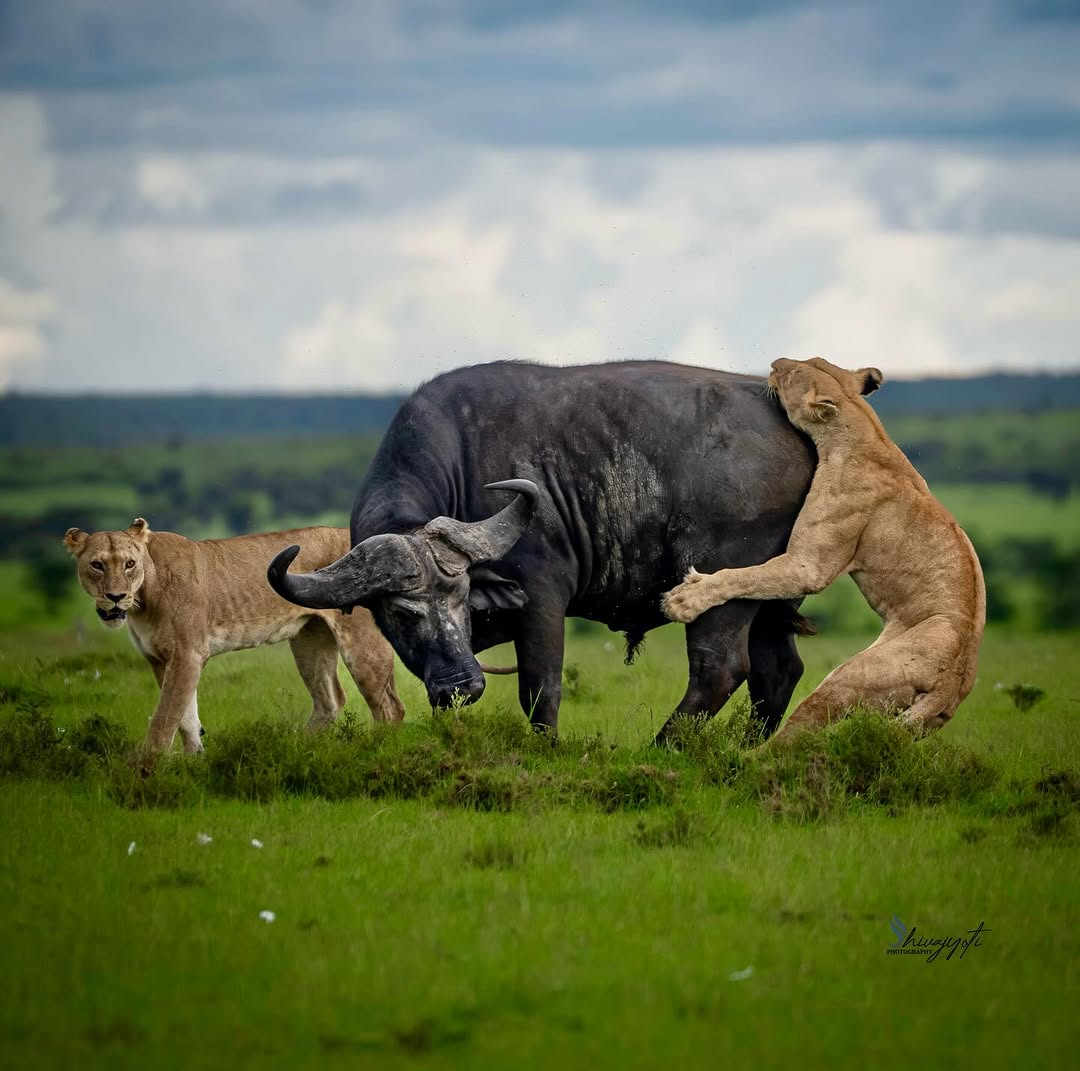 Best Time to Visit Serengeti for the Great Migration